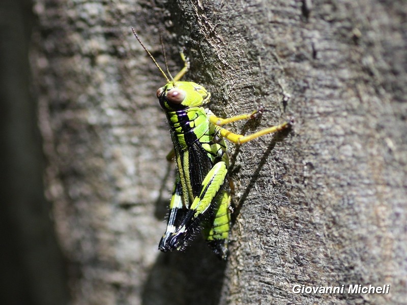 Miramella (=Nadigella) formosanta,  Acrididae